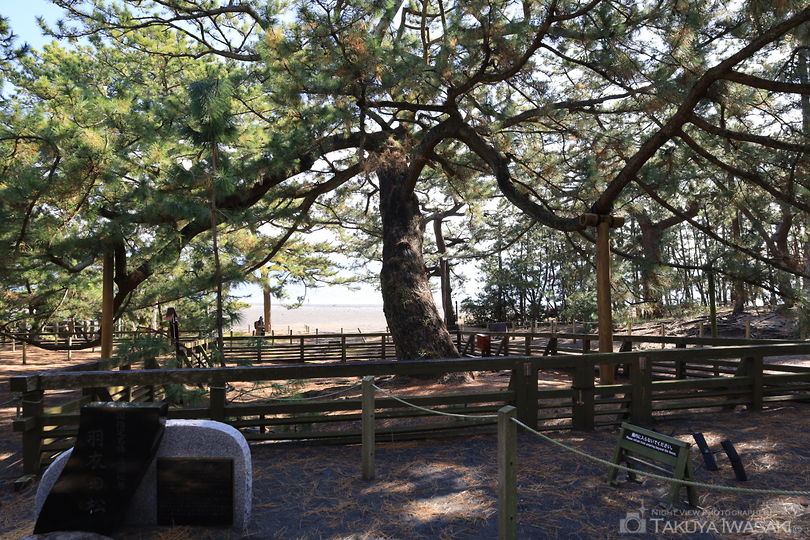 三保松原海岸・羽衣の松の絶景スポット写真（6）