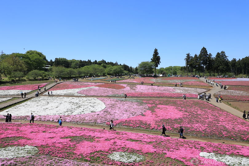 羊山公園 芝桜の丘の絶景スポット写真（2）