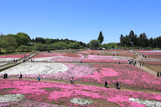 羊山公園 芝桜の丘の絶景スポット写真（2）class=