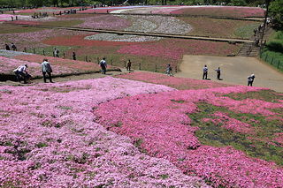 羊山公園 芝桜の丘の絶景スポット写真（3）class=