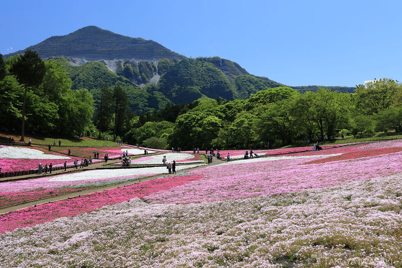 羊山公園 芝桜の丘の絶景スポット写真（4）