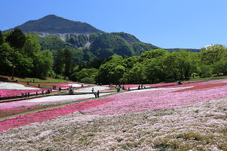 羊山公園 芝桜の丘の絶景スポット写真（4）class=