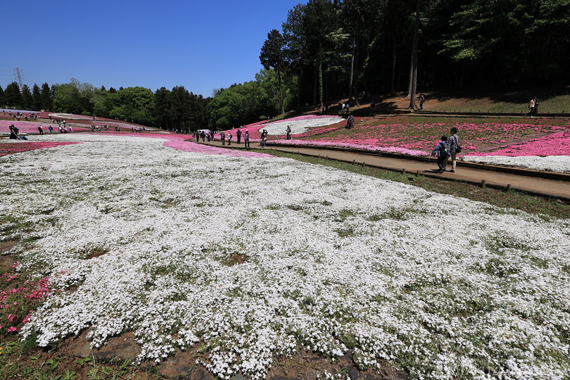 羊山公園 芝桜の丘の絶景スポット写真（5）