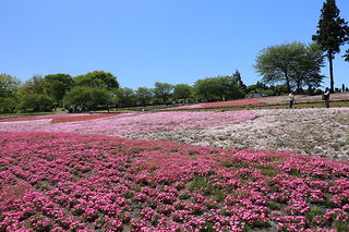 羊山公園 芝桜の丘の絶景スポット写真（6）class=